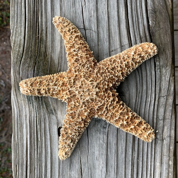 Meet your Posher, Lynne - Picture 2 of 2